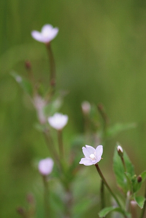 d0133693_4551433.jpg