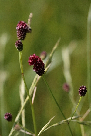 d0133693_4552462.jpg