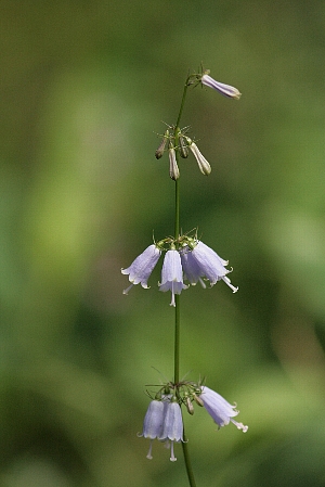 d0133693_4572258.jpg