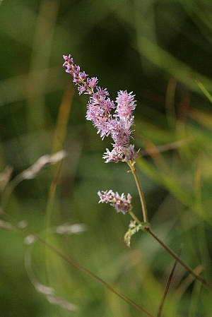 d0133693_457971.jpg