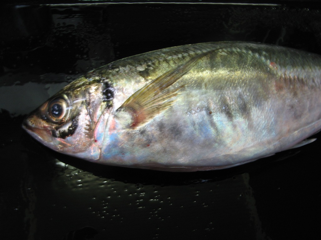 f0084695_20153214.jpg