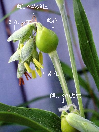 e0025300_1436929.jpg