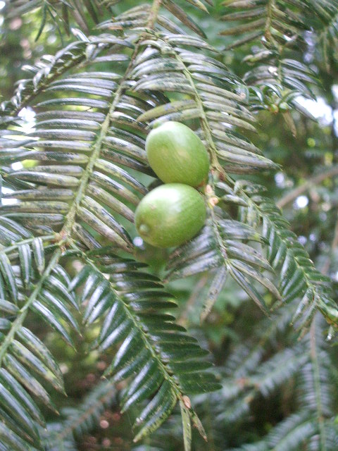 e0025300_1437462.jpg