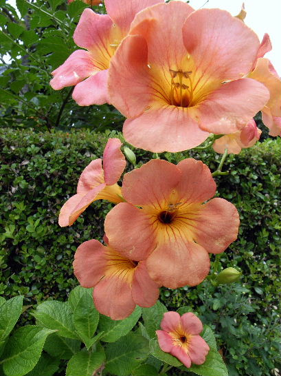 e0102408_21503853.jpg