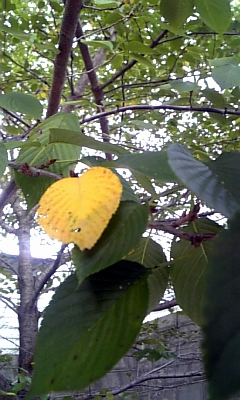 f0177670_1055331.jpg