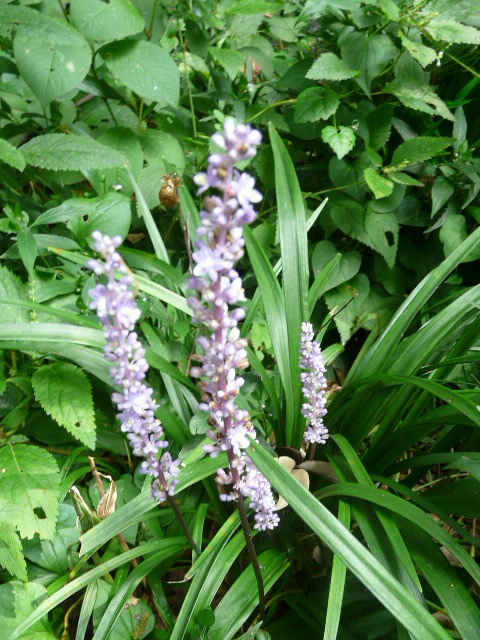 e0145782_17402097.jpg