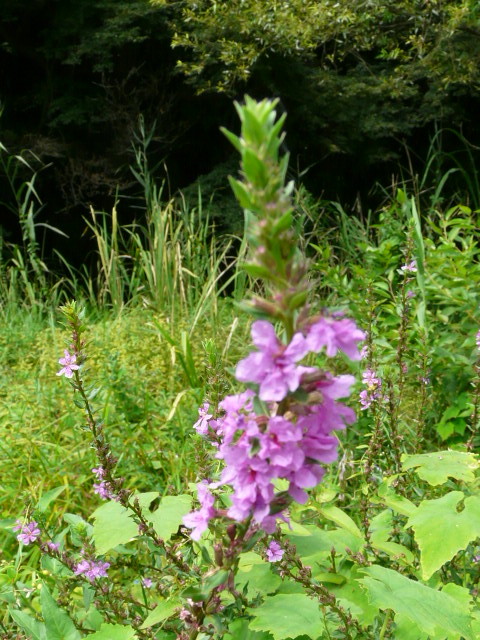 e0145782_1743254.jpg