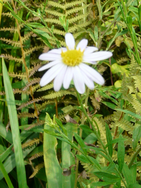 e0145782_17443428.jpg