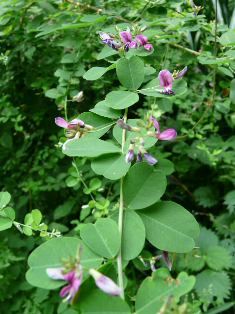 e0145782_17463772.jpg