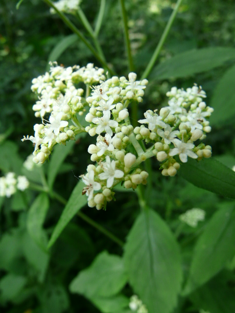 e0145782_17465710.jpg