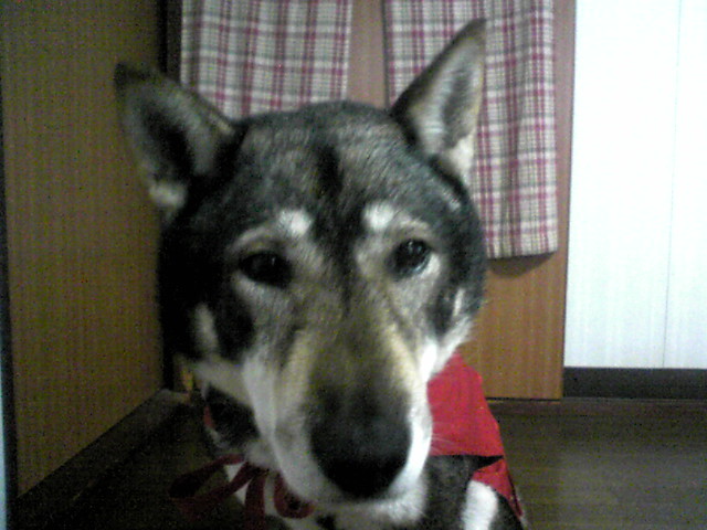 f0079202_1616893.jpg