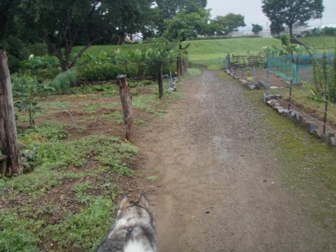 e0143442_1638102.jpg