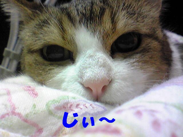 a0130149_17553774.jpg