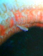e0065350_13124065.jpg