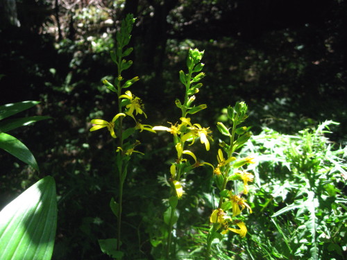 c0179351_2112536.jpg