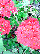 e0196757_1845326.jpg