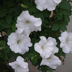 e0184558_1041424.jpg