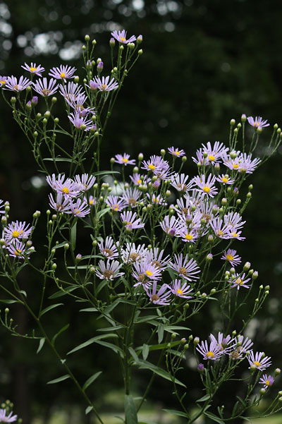 c0152779_12222237.jpg