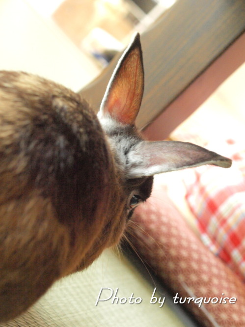 c0201284_8415596.jpg