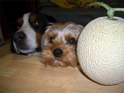 c0143711_21543897.gif