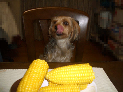 c0143711_2159282.gif