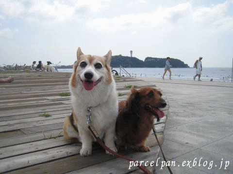 a0037322_21114081.gif