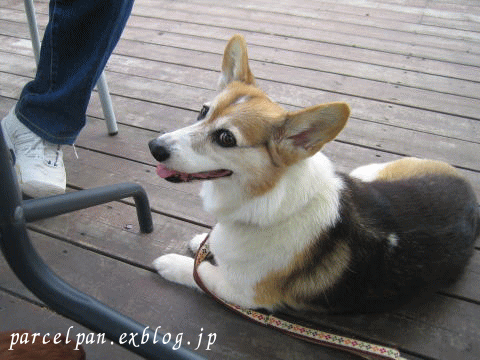 a0037322_21141223.gif