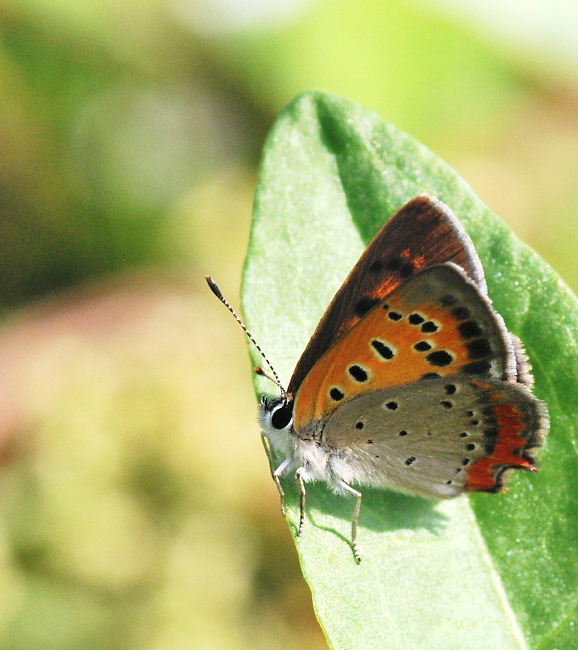 a0126632_15482793.jpg