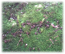 f0034334_12304641.jpg