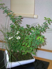 f0195963_2032198.jpg