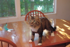f0004775_5182080.jpg