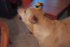 f0004775_5205833.jpg