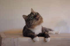 f0004775_5224217.jpg