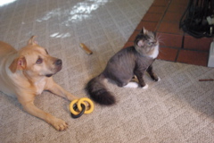 f0004775_5233785.jpg
