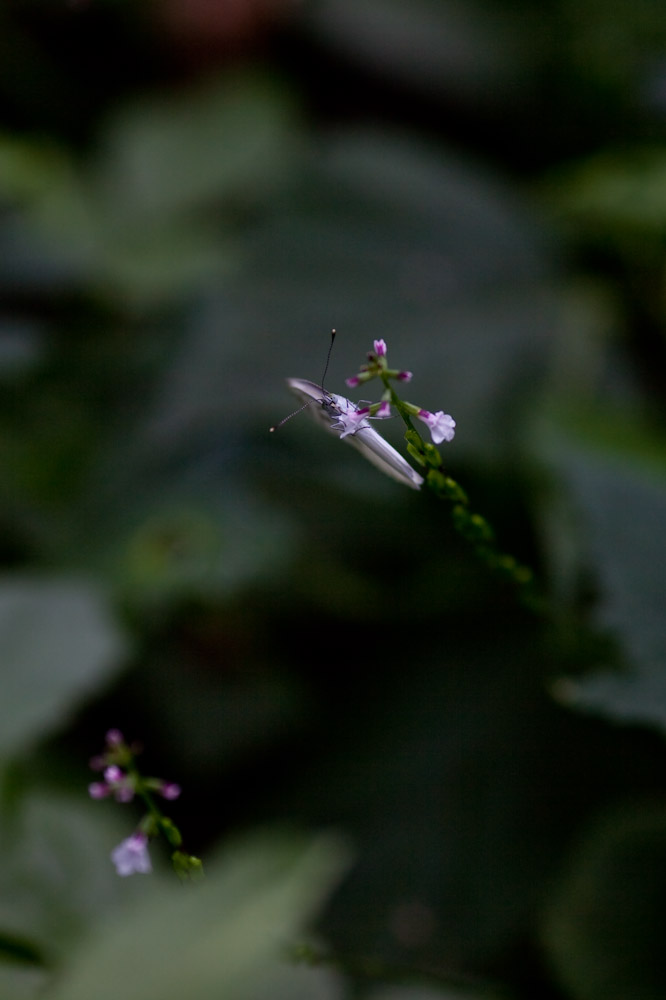 a0083081_158113.jpg