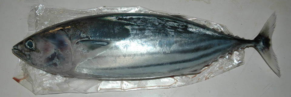 c0170789_1738402.jpg