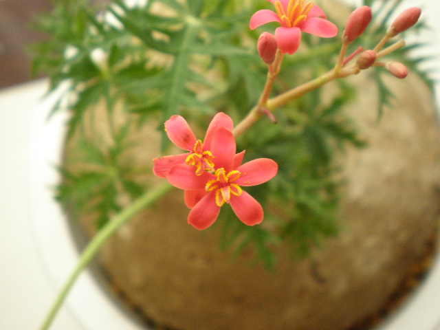 f0056190_1431305.jpg