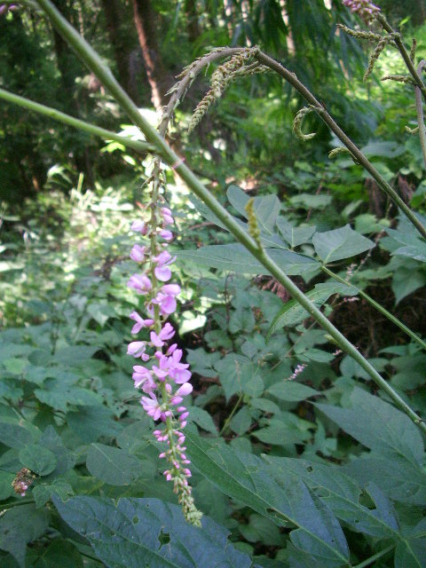 e0025300_152786.jpg