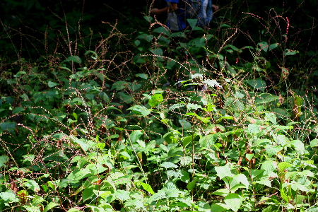 f0041606_20504510.jpg
