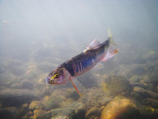 e0123808_17381257.jpg