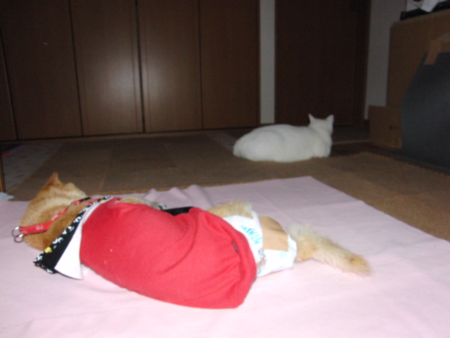 d0117011_1154829.jpg