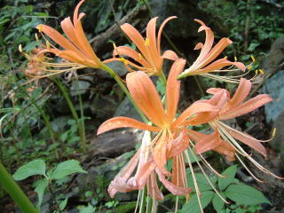c0077338_20512577.jpg