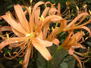 c0077338_20513894.jpg