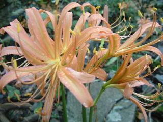 c0077338_20515133.jpg