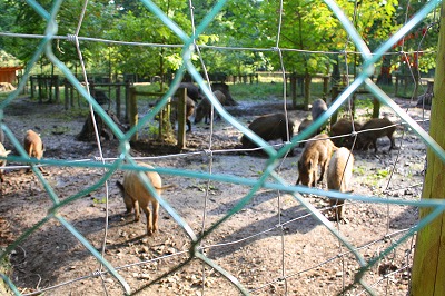c0153740_4285780.jpg