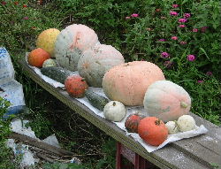 e0172950_2143110.jpg