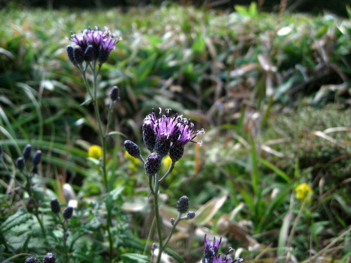 c0179351_2234571.jpg