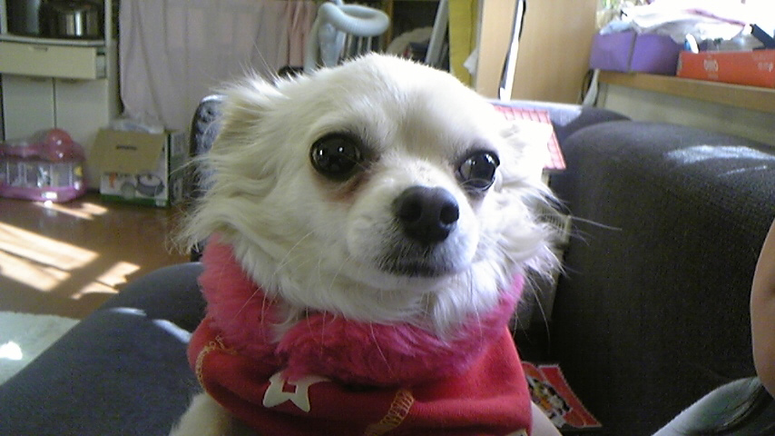 c0202870_15411332.jpg