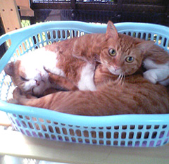 f0140271_0353998.jpg