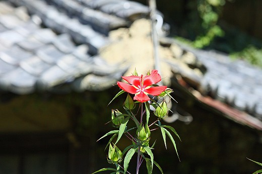 e0190885_1915466.jpg